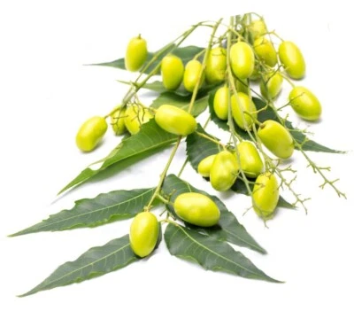 MORINGA SHOP Neem Capsules (azadirachta indica) - 100% Whole No Fillers