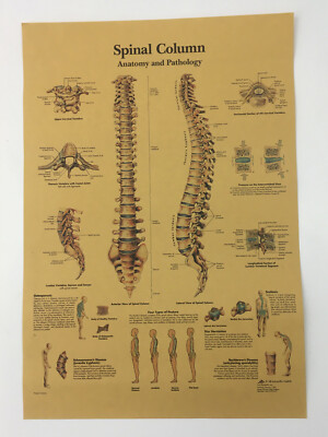 Vintage Medical Poster Anatomy of Human Spine Skeletal System Skeleton Print