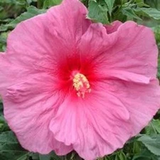 bush hibiscus FANTASIA pink flower rare hardy 2.5" pot = 1 Dormant Potted Plant