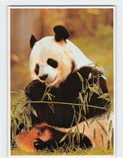 Postcard Panda