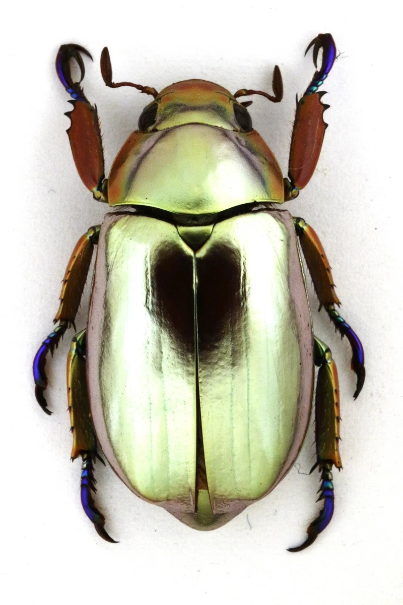 Cerambycidae Beetle for sale | eBay