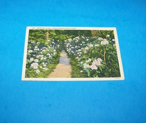 Mountain Laurel Pennsylvania State Flower Vintage Postkarte 1937 - Bild 1 von 2