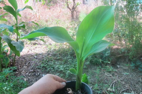 Self sufficiency edible ARROWROOT start pack, 10 bulbs, - Picture 6 of 11