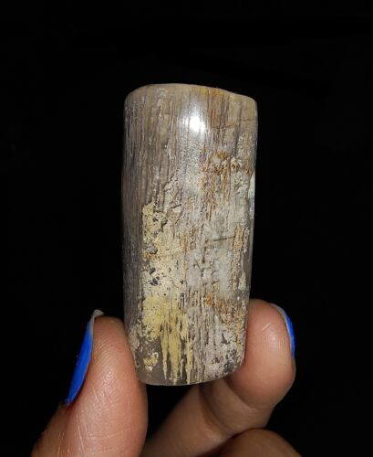 MADERA PETRIFICADA, TRONCO FÓSIL DE CALCEDONIA BOTRIOIDAL DE JAVA, INDONESIA, 42 MM - Imagen 4 de 6