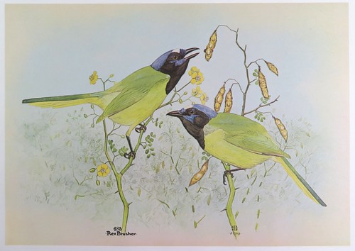 Rex Brasher Bird Print, Green Jay in Acacia Tree, 16x12 in. - Picture 1 of 3