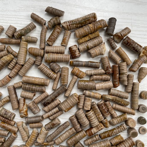 50g Natural crinoid stem mineral specimen collection china - Picture 7 of 12