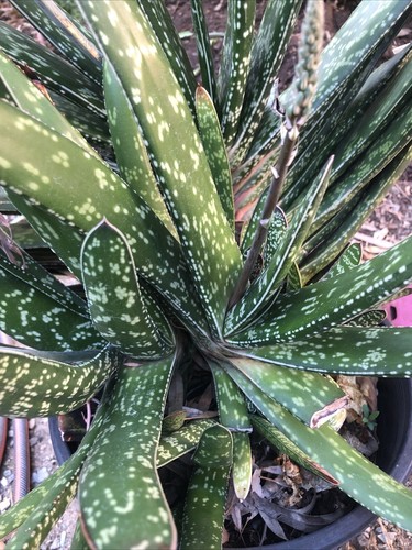 Acinacifolia Gasteria Succulent 3 Cuttings X 15 cm - Picture 3 of 4