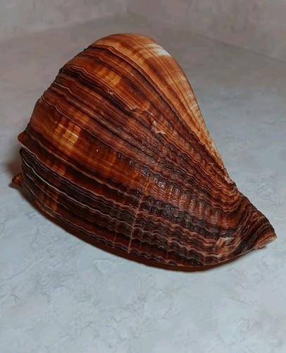 Melongena Conch Shell 6" Lots of Beautiful Texture Fit In Hand Some Damage  - Picture 2 of 13