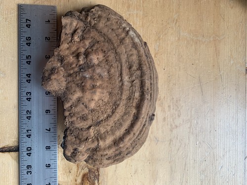 Conk Polypore sehr groß - Bild 2 von 4