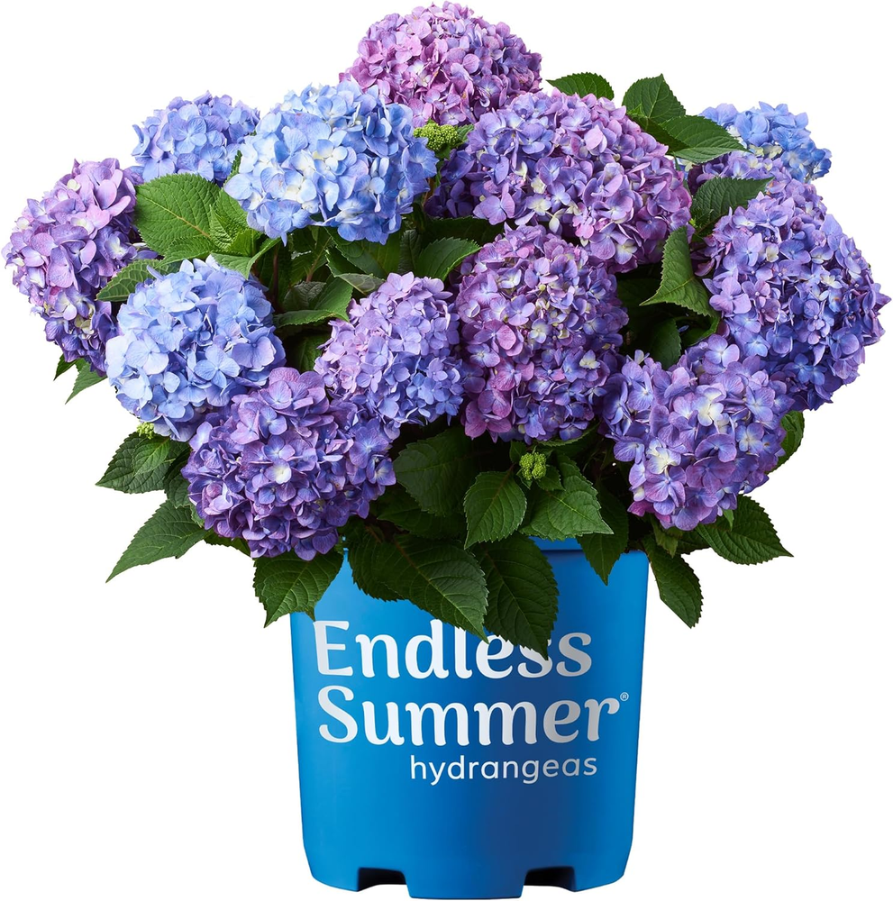 Bloomstruck Hydrangea 2-Gallon Shrub with Vibrant Pink & Purple Flowers