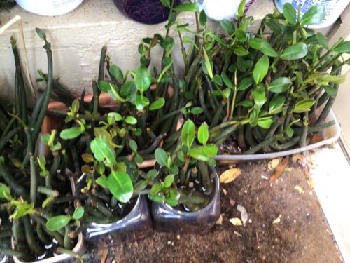 7 very LARGE red mangroves*AQUARIUM FISH Plants 18-24 inches each* - Picture 6 of 6