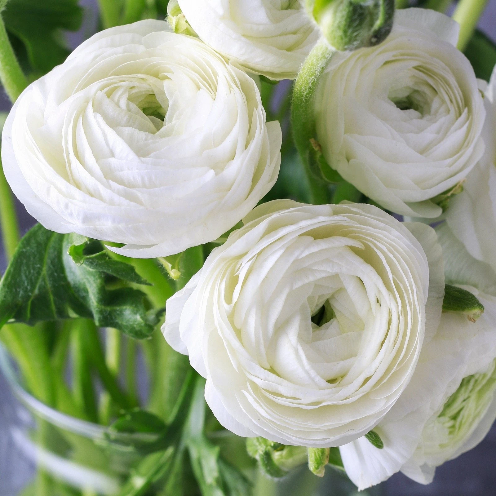 Easy to Grow Bulbs Ranunculus Buttercup Bulbs - Thumbnail 4