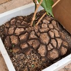 D6307 DIOSCOREA MEXICANA pot30-H11-W29 cm MaMa Cactus