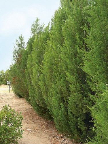 Cypress Pine (Callitris Roei) 30 Seeds - Picture 1 of 3