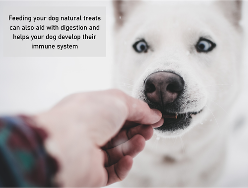 Cows Bulls Ears x 20 100% Beef 100% Natural Dog Treats Chew Alternative to Pigs - Picture 4 of 8