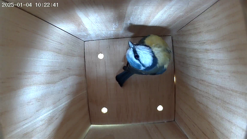 Bird Nest Box with Solar powered 2K WiFi Camera. Watch on Phone, Tablet, Alexa - Picture 19 of 21