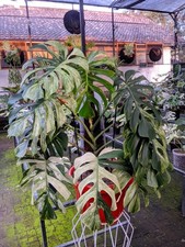 Monstera Jungle Mint Super Big Size Very Beauty Real Picture Mature Plant