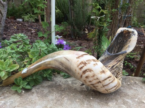 XXL Classical Ram's Ram Horn Kosher Shofar 18-20" Full Natural Fre Shipping+Gift - Picture 8 of 12