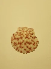 Hand Picked Speckled Scallop Shell