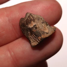 Triceratops Tooth Dinosaur Fossil - from Hell Creek Formation Cretaceous Beauty