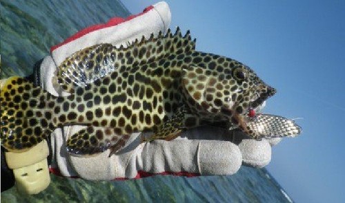 5g - 20g Spoon Lure Köder Fishing Freshwater Saltwater Blinker Leurre GT-BIO Shi - Picture 9 of 18