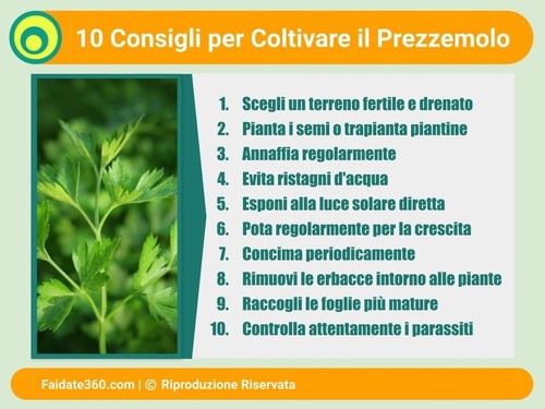 500 GIANT PARSLEY SEEDS OF THALIA - AROMATIC PLANT - PETROSELINUM + - Picture 2 of 2