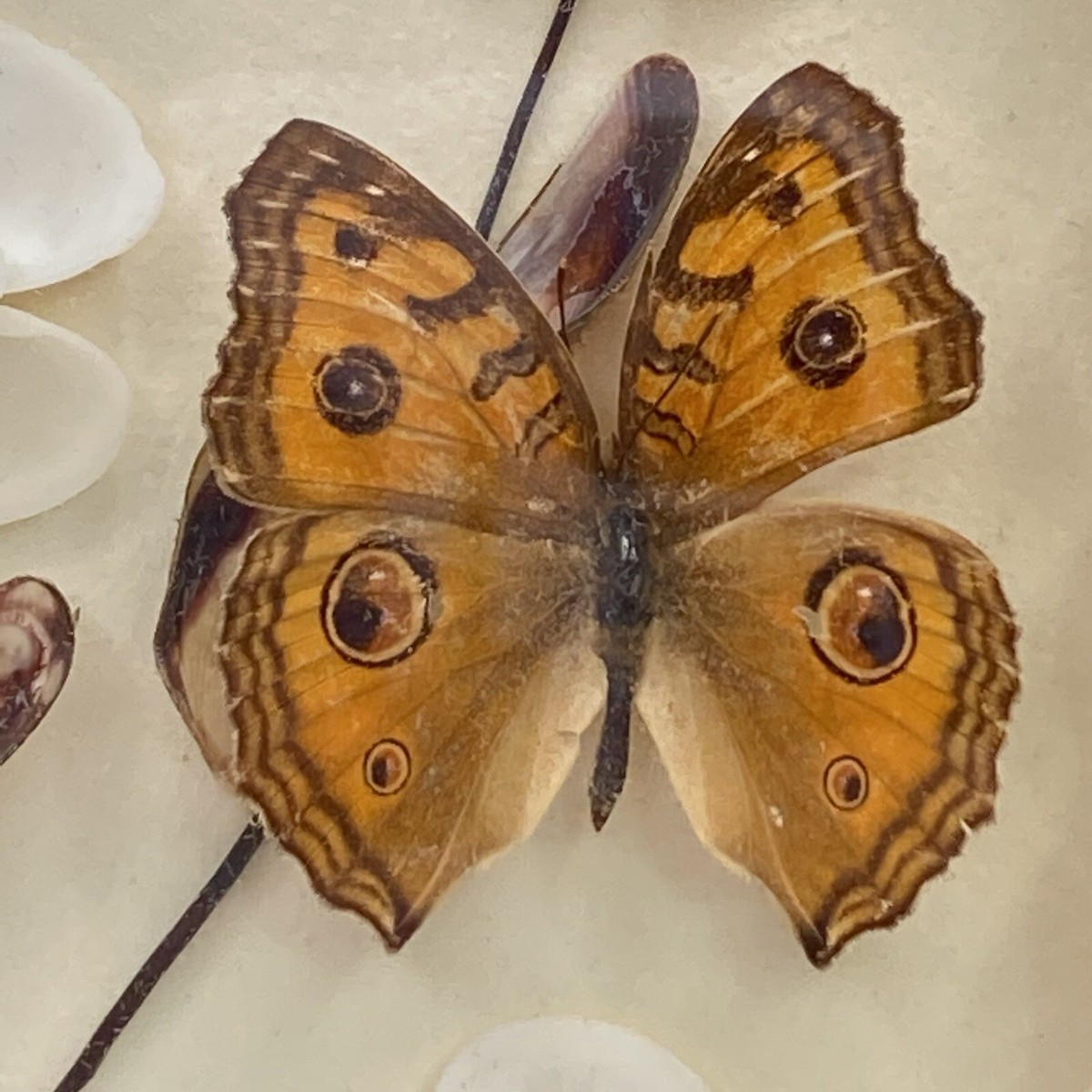Vintage Butterfly Taxidermy Sea Shell Framed Mounted