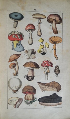 Pequeña historia natural ilustrada de minerales, plantas y animales de Schreiber - Imagen 4 de 5