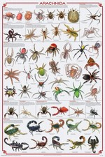 123Posters (24 x 36) Arachnida Poster - Spiders, Scorpions, Ticks and More