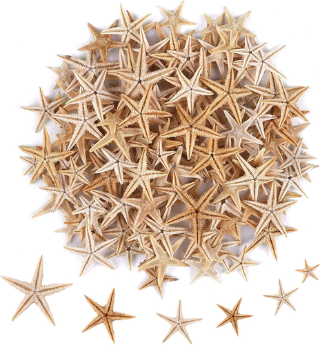 100 piezas pequeña estrella de mar estrella concha de mar playa para artesanía 0,4"-1" - Imagen 8 de 12