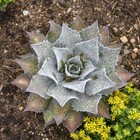 "Sponge Paint" Super Spotted Mangave STARTER Plant Agave & Manfreda Hybrid 3" Wd