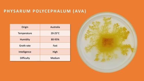 Set L: Slime mold Cultivation Set, Physarum, Badhamia, Blob, Schleimpilz, gift - Picture 4 of 7