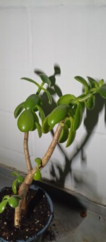 Glücksbaum Dickblatt Geldbaum Crassula Ocata zimmer pflanze Ableger 27 cm groß - Bild 5 von 12