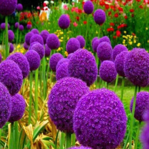 Allium Se-eds Allium Giganteum Flor See-ds Cebolla Verde See-ds 200 un. - Imagen 4 de 13