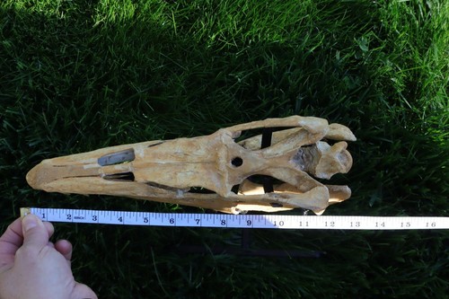 12,5 Zoll zusammengesetzter Mosasaurus Schädel Fossil Marokko Mosasaurier Schädel Kiefer Reptil - Bild 8 von 24