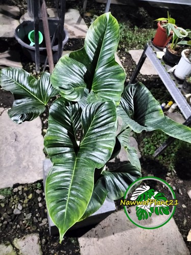 Plant Philodendron Lupinum Mature Size Large Real Picture - 第 5/6 張圖片