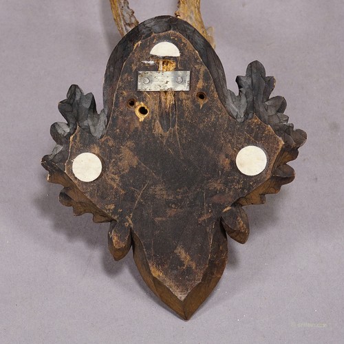 Great Roe Deer Trophy Mount on Wooden Carved Plaque ca. 1946 - Picture 5 of 5