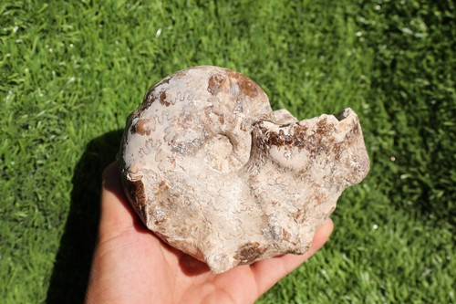 Fósil de amonita Mammites Nodosoides - auténtico fósil del Cretácico de Marruecos - Imagen 4 de 12