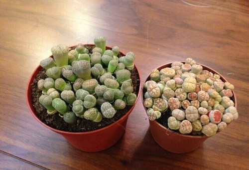 1200 semillas de Lithops raras piedras vivas mixtas cactus suculento - Imagen 11 de 12