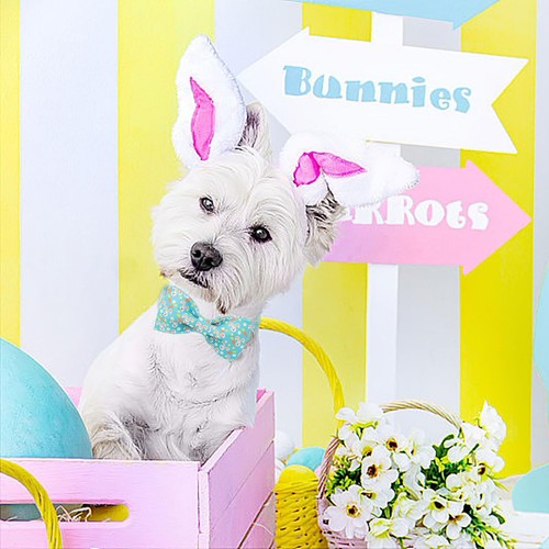 Easter Dog Collar Rabbit Dog Collar with Bow Adjustable Bowtie Blue Bunny Dog... - Picture 4 of 6