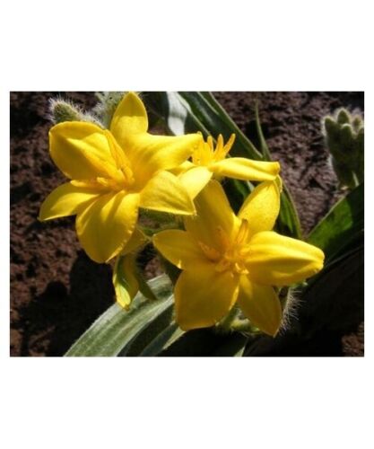 Patata africana - Hypoxis hemerocallidea - ¡Polvo orgánico puro! - Imagen 3 de 6