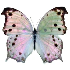 Salamis parhassus  pink purple black Africa UNMOUNTED/WINGS CLOSED