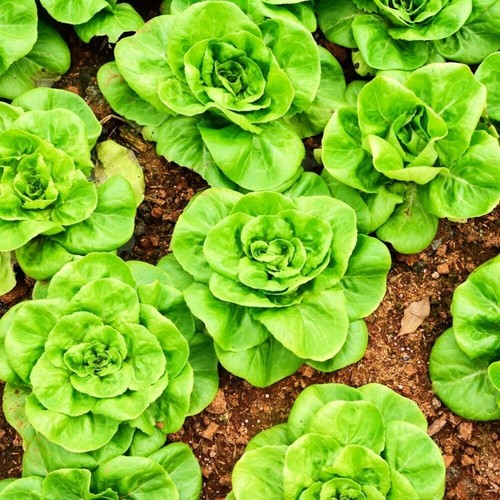Semi di Lattuga Testa di Burro Bio 1000 Semi NON OGM Cimelio - Foto 7 di 7