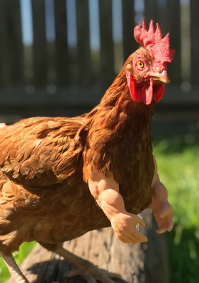 Muscle Chicken Arms Gag Chicken Arms For Chicken To Wear Muscle Arms New Zzy Ebay