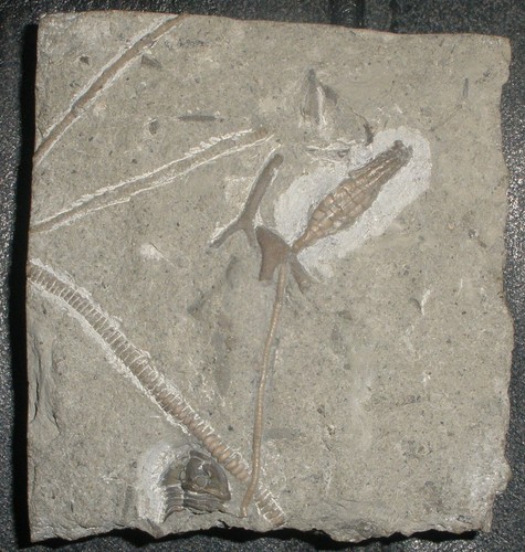 Crinoide / Seelilie USA - Bild 2 von 6