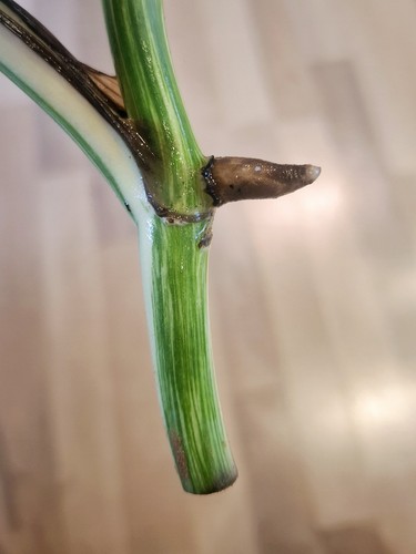Monstera Deliciosa Variegata Kopfsteckling - Bild 4 von 6