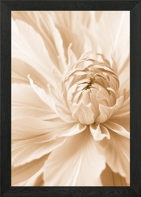 Creamy Flower Close-Up Framed Wall Art Poster Canvas Print Picture