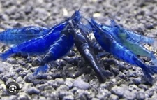 🔥 Blue Dream Shrimp 50+10 Extremely Healthy Home Bred Great Wth Aquarium Snails