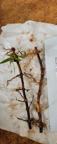 1 FRESH Black Bamboo 黑紫竹 Phyl Nigra Rhizome, Best Landscape Border Hedge $19.99 - Picture 7 of 22