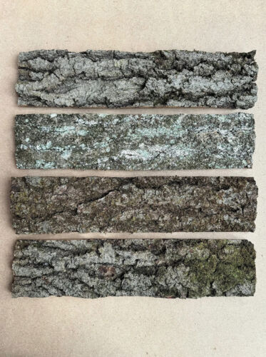 4-Piece Dried OAK Bark Size: 4.5 x 19", tree bark, bark - Picture 3 of 6